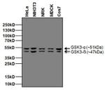 Mouse IgG (H+L) Secondary Antibody in Western Blot (WB)