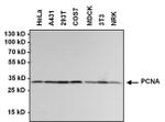 Rabbit IgG (H+L) Secondary Antibody in Western Blot (WB)