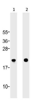 Bax Antibody in Western Blot (WB)