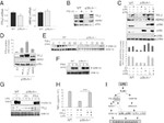 p38 MAPK beta Antibody in Western Blot (WB)