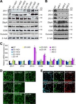 beta Tubulin Antibody in Western Blot, Immunocytochemistry (WB, ICC/IF)