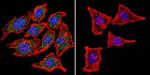 Mouse IgG (H+L) Cross-Adsorbed Secondary Antibody in Immunocytochemistry (ICC/IF)