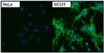 Mouse IgG (H+L) Cross-Adsorbed Secondary Antibody in Immunocytochemistry (ICC/IF)