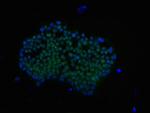 Rabbit IgG (H+L) Cross-Adsorbed Secondary Antibody in Immunocytochemistry (ICC/IF)