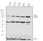 EZH2 Antibody in Western Blot (WB)