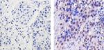 EZH2 Antibody in Immunohistochemistry (Paraffin) (IHC (P))