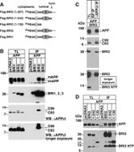 beta Amyloid Antibody in Western Blot, Immunoprecipitation (WB, IP)