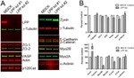 ZO-2 Antibody in Western Blot (WB)