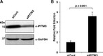 GAPDH Antibody in Western Blot (WB)