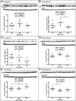 GAPDH Antibody in Western Blot (WB)