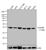 GAPDH Antibody in Western Blot (WB)