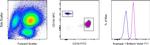 Arginase 1 Antibody in Flow Cytometry (Flow)