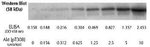 Human AKT (Phospho) [pT308] ELISA Kit