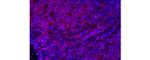 CD4 Antibody in Immunohistochemistry (Paraffin) (IHC (P))