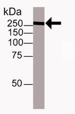 TRA-1-60 Antibody in Western Blot (WB)