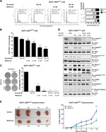 ERK1/ERK2 Antibody in Western Blot (WB)