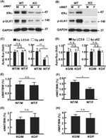 GAPDH Loading Control Antibody in Western Blot (WB)