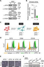 CD105 (Endoglin) Antibody in Flow Cytometry (Flow)