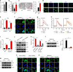 IFN gamma Antibody in Flow Cytometry (Flow)