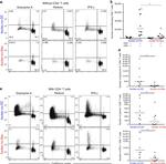 IFN gamma Antibody in Flow Cytometry (Flow)