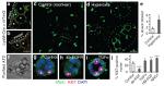 Ki-67 Antibody in Immunocytochemistry (ICC/IF)