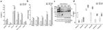 CD3e Antibody in Flow Cytometry (Flow)