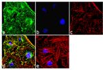 alpha Actinin 4 Antibody in Immunocytochemistry (ICC/IF)