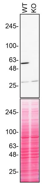 RXRA Antibody