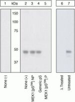 Phospho-MEK1 (Ser298) Antibody