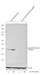 Phospho-p38 MAPK (Thr180, Tyr182) Antibody in Western Blot (WB)