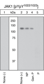 Phospho-JAK1 (Tyr1022, Tyr1023) Antibody in Western Blot (WB)