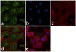 BID p15 Antibody in Immunocytochemistry (ICC/IF)