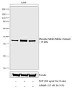 Phospho-MEK1/MEK2 (Ser222) Antibody in Western Blot (WB)