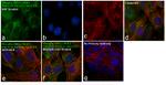 Phospho-MEK1/MEK2 (Ser218, Ser222, Ser226) Antibody in Immunocytochemistry (ICC/IF)