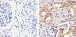 Phospho-MEK1 (Thr292) Antibody in Immunohistochemistry (Paraffin) (IHC (P))