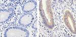 Phospho-MEK1 (Ser298) Antibody in Immunohistochemistry (Paraffin) (IHC (P))