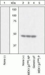 Phospho-MEK1 (Thr386) Antibody in Western Blot (WB)