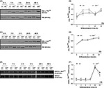 GSK3 alpha/beta Antibody in Western Blot (WB)