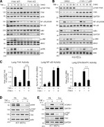 ERK1/ERK2 Antibody in Western Blot (WB)