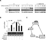 Phospho-FAK (Tyr397) Antibody in Western Blot (WB)