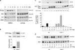 ERK1/ERK2 Antibody in Western Blot (WB)