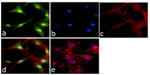 ERK1/ERK2 Antibody in Immunocytochemistry (ICC/IF)