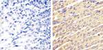 ERK1/ERK2 Antibody in Immunohistochemistry (Paraffin) (IHC (P))