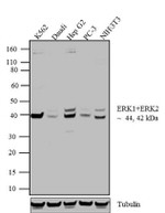 ERK1/ERK2 Antibody in Western Blot (WB)