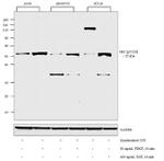 Phospho-SRC (Tyr529) Antibody