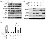 Phospho-JNK1/JNK2 (Thr183, Tyr185) Antibody in Western Blot (WB)