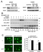 Phospho-JNK1/JNK2 (Thr183, Tyr185) Antibody in Western Blot (WB)