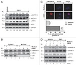 Phospho-p38 MAPK (Thr180, Tyr182) Antibody in Western Blot, Immunocytochemistry (WB, ICC/IF)