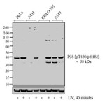 Phospho-p38 MAPK (Thr180, Tyr182) Antibody in Western Blot (WB)