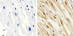 Phospho-p38 MAPK (Thr180, Tyr182) Antibody in Immunohistochemistry (Paraffin) (IHC (P))